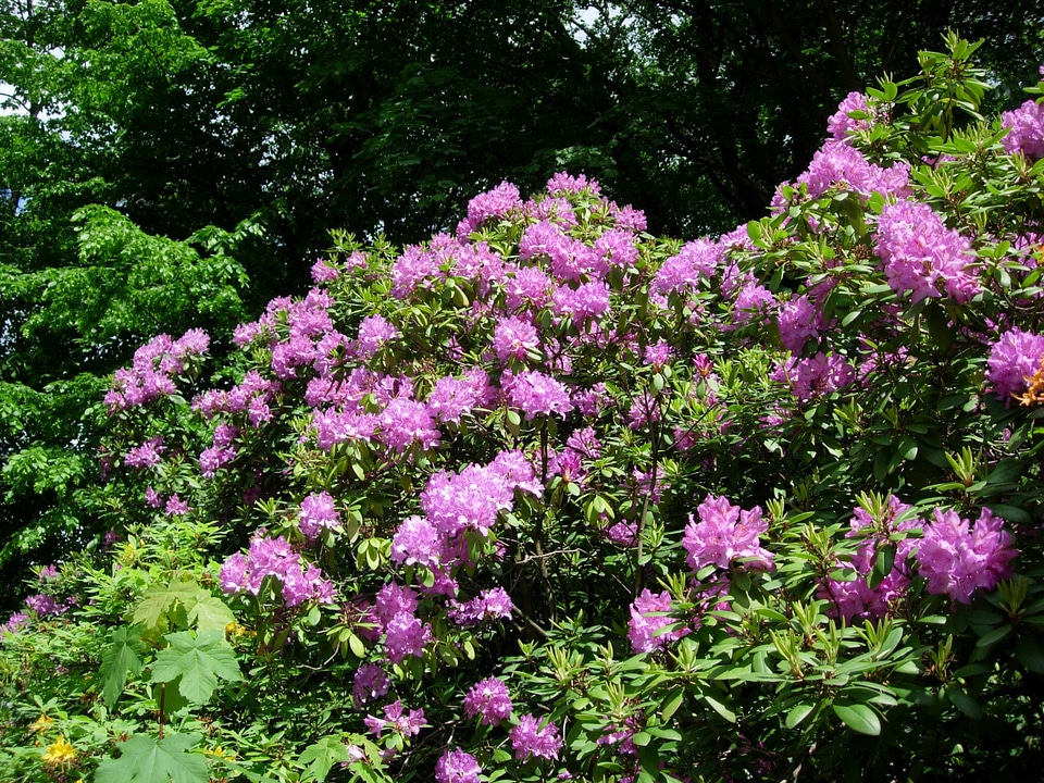 Spring purple bright