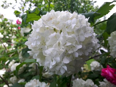 Snowball white flower