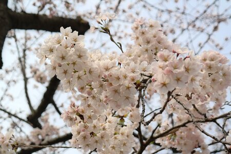 Flower spring tree photo
