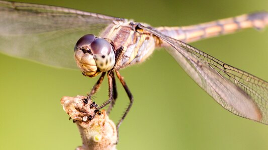 Nature insect