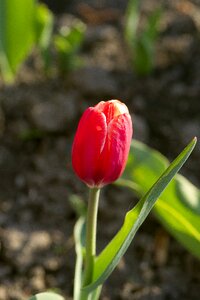 Flowers plant closeup