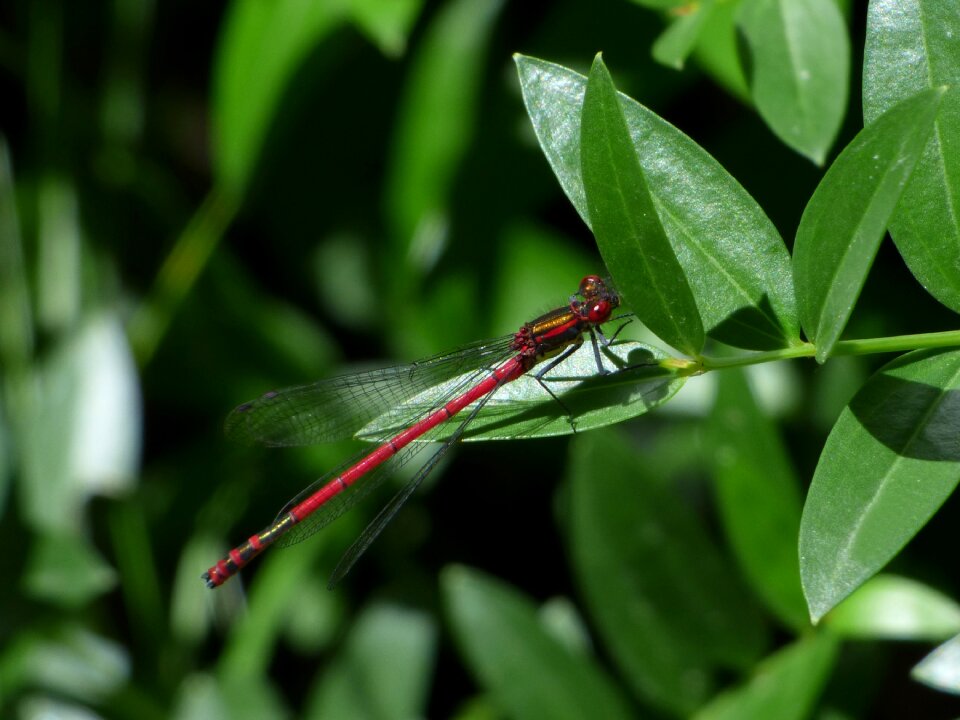 Red dragonfly flying insect pyrrhosoma nymphula