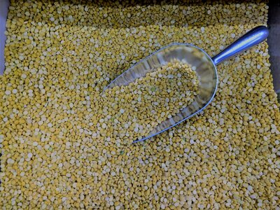 Dal legume uncooked