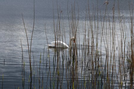 Calm nature birds