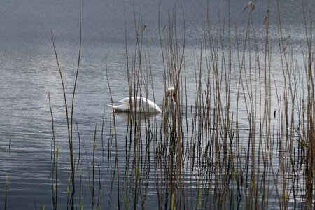 Calm nature birds photo