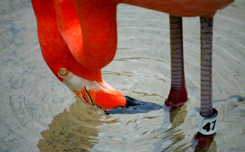 Nature tropical exotic photo