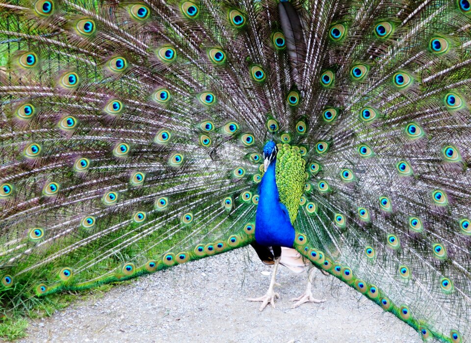 Pride plumage balz