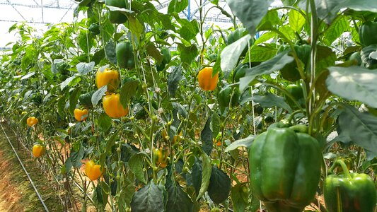 Capsicum garden capsicum
