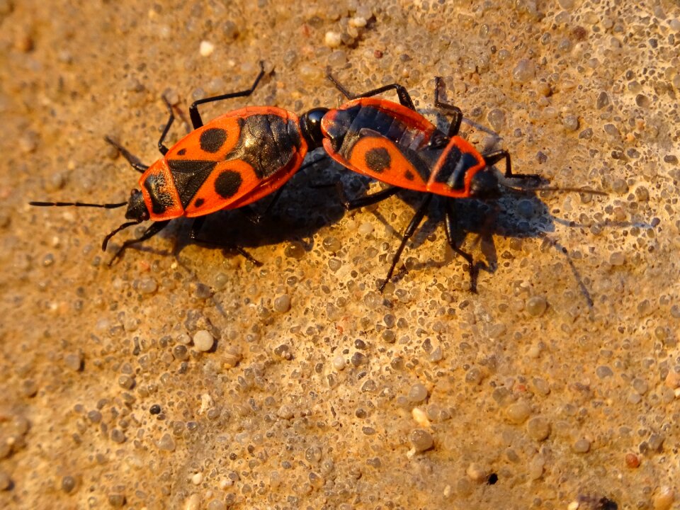 Insects winged insects pyrrhocoridae