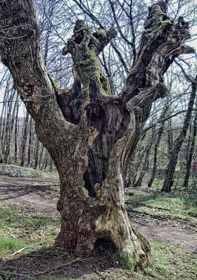 Old dead tree siebengebirge