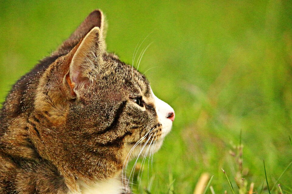 Tiger cat face kitten