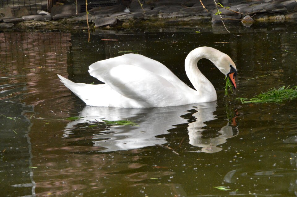 Lake birds white swan