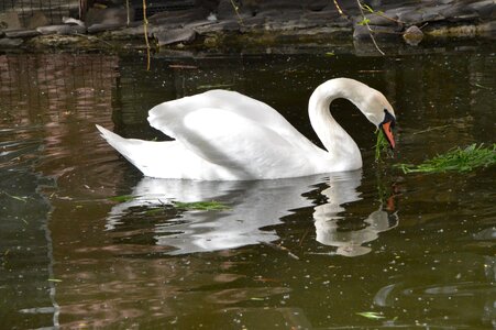 Lake birds white swan photo