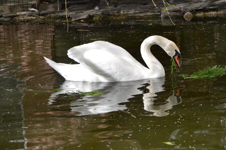 Lake birds white swan