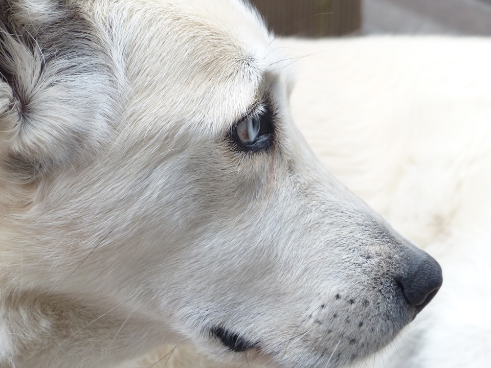 Eyes portrait profile