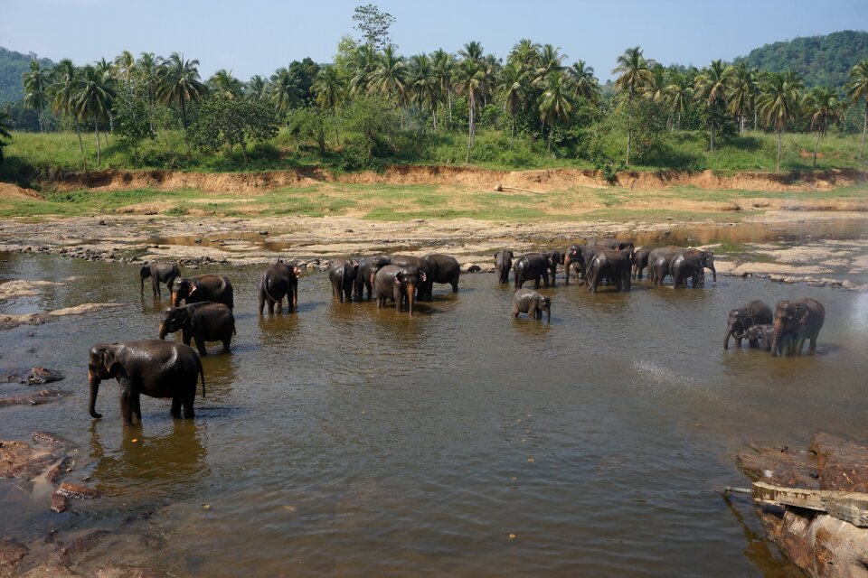 Animal mammal bathing
