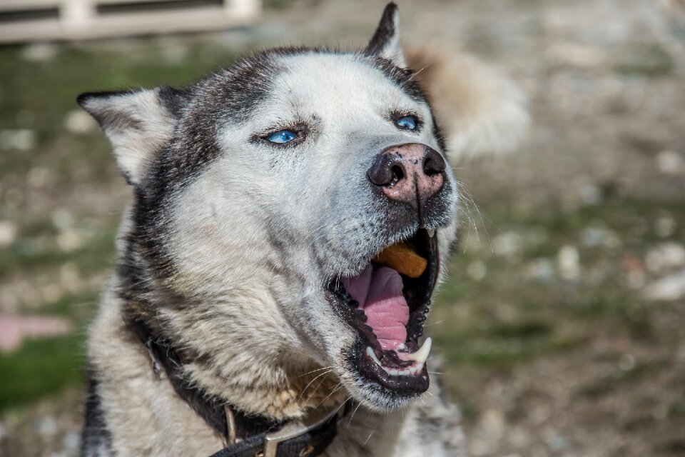 Animal husky domestic photo