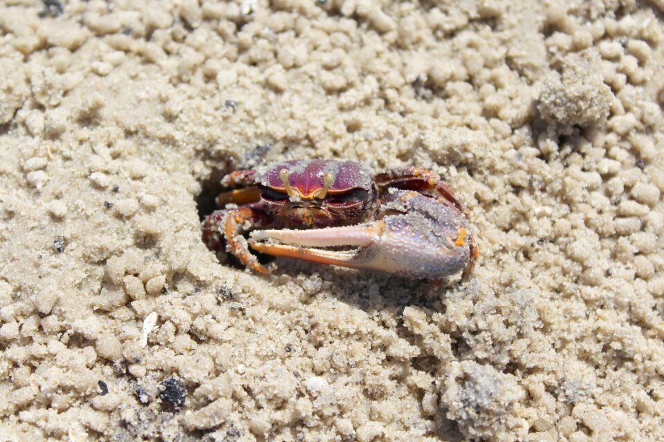 Sand beach tropical photo