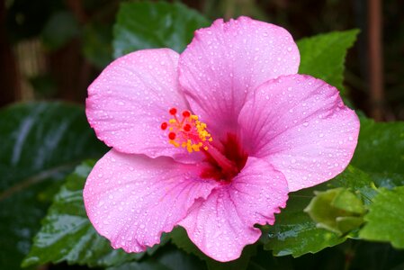 Raindrops pink photo