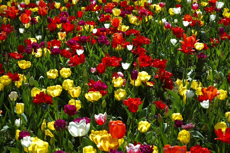Nature plant beautiful