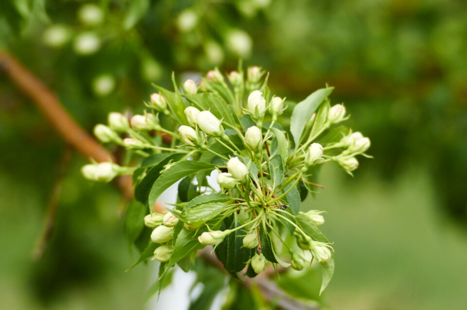 Bloom fruit branch