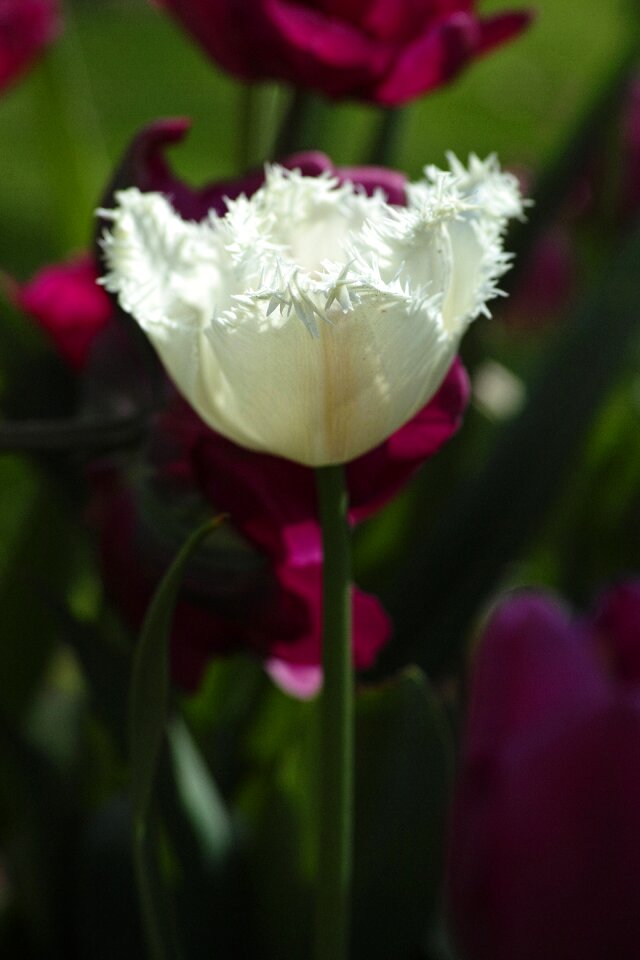 Nature white plant