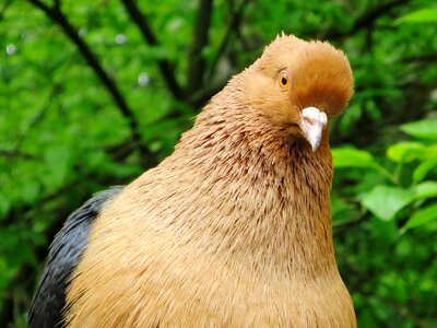 Dove house animal farm with scattered mill bird photo