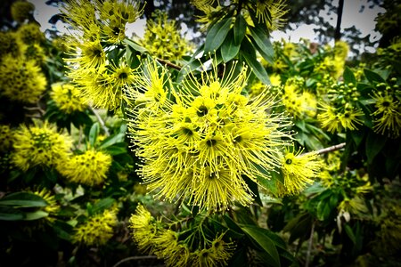 Blossom blooming australian