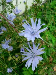 Flower dikesren denmark