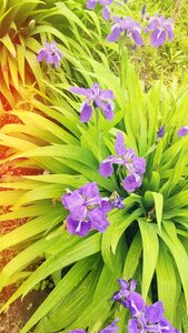 Iris flowers Free photos