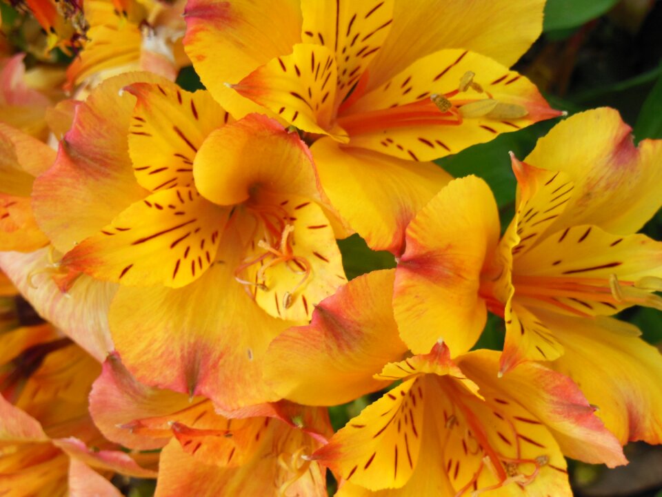 Flower plants bloom