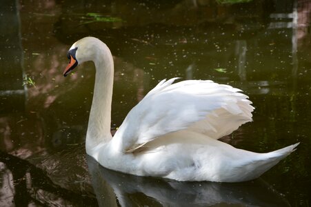 Pond swans birds
