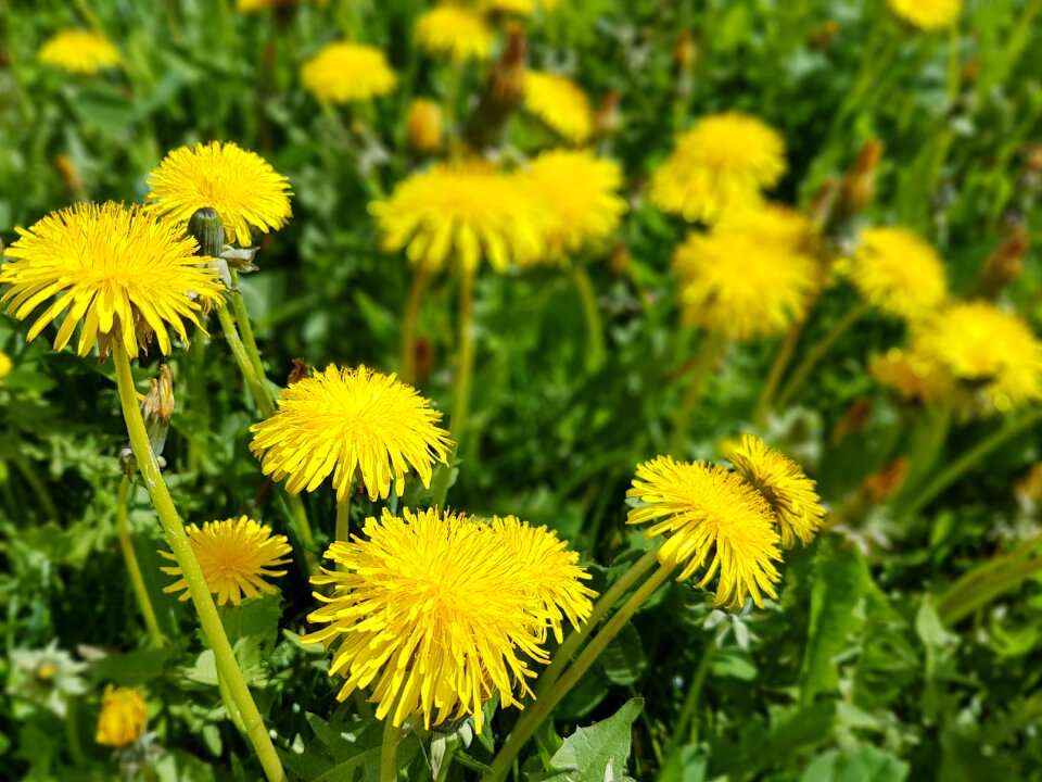 Spring sonchus oleraceus dandelion