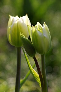 Flower single garden photo