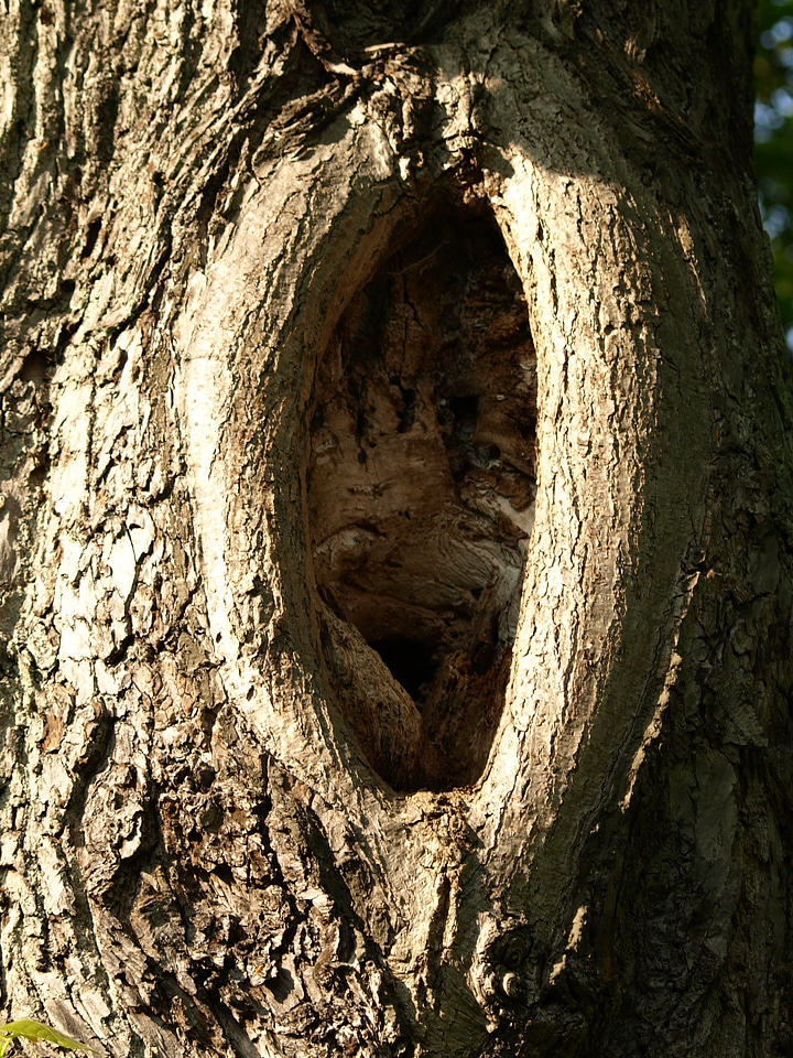 Tree bark wood bark