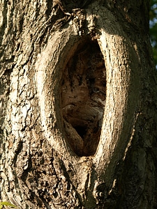 Tree bark wood bark