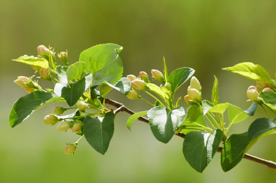 Bloom fruit branch