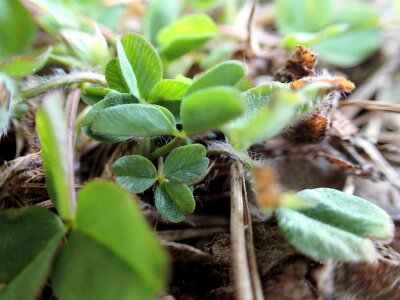 Green growth nature