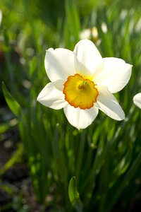 Flowers plant closeup photo