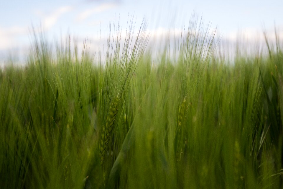 Agriculture nature grain
