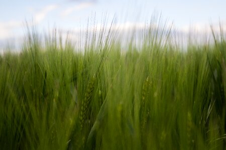 Agriculture nature grain