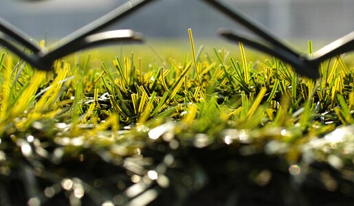 Detail macro plant