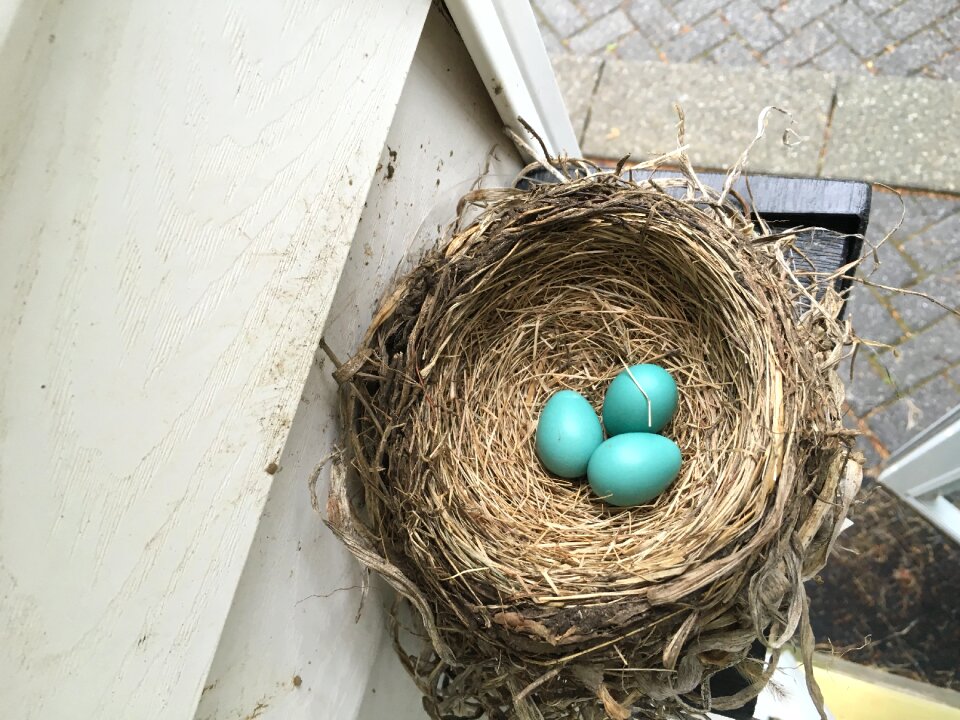 Springtime rustic