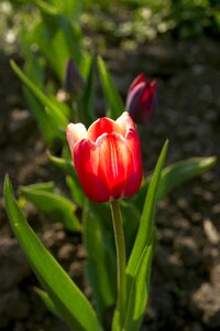 Flowers plant closeup