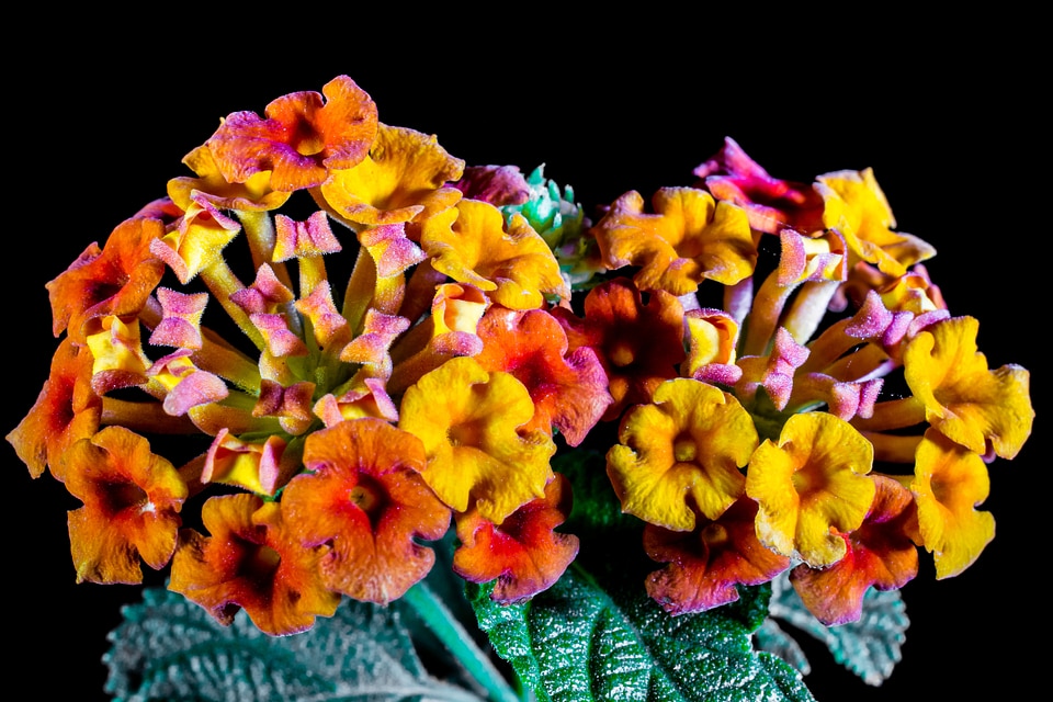 Orange yellow flower