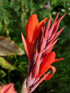 Orange blossom bloom