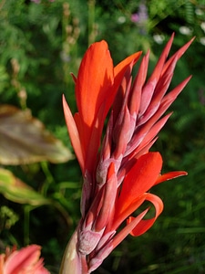 Orange blossom bloom photo