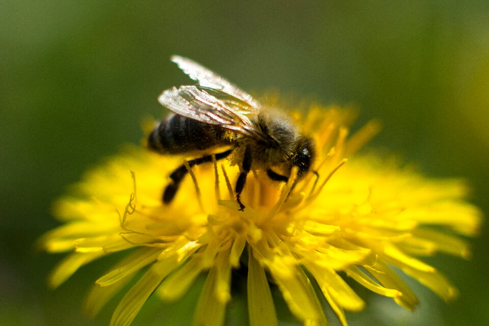 Pollen honey bee close up