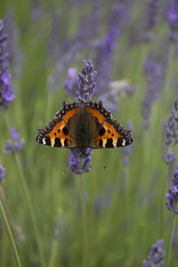 Insect nature summer