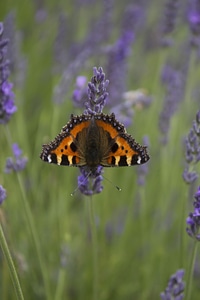 Insect nature summer photo